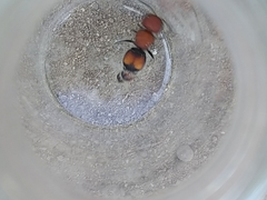 Pseudomethoca oceola