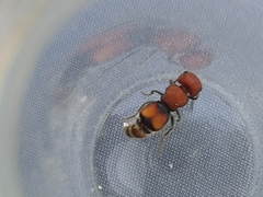 Pseudomethoca oceola