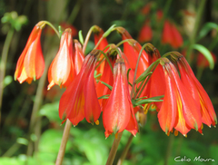 Alstroemeria piauhyensis