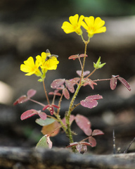 Oxalis divaricata