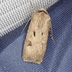 Agrotis exclamationis