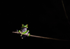 Phyllomedusa tarsius