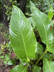 Canna flaccida
