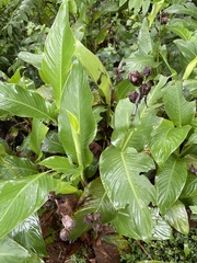 Canna flaccida