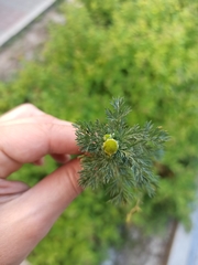 Matricaria discoidea
