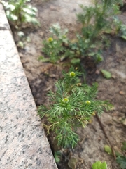 Matricaria discoidea
