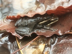 Pseudacris triseriata