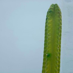 Cactoideae