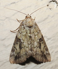 Catocala micronympha