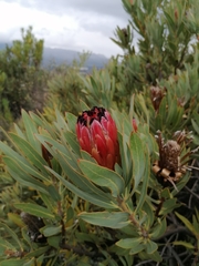 Protea burchellii × laurifolia