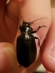 Calosoma marginale