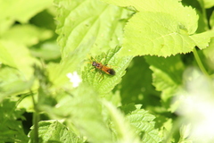 Tenthredo campestris