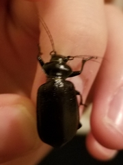Calosoma marginale