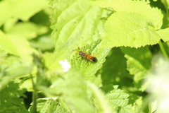 Tenthredo campestris