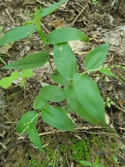 Dichanthelium boscii