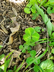 Trifolium stoloniferum