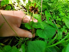 Trifolium stoloniferum