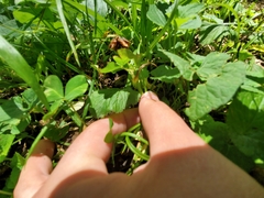 Trifolium stoloniferum