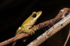 Chalcorana parvaccola