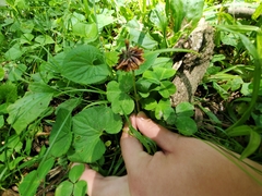 Trifolium stoloniferum