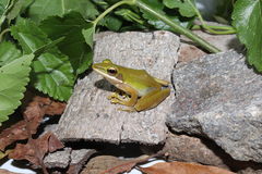 Chalcorana parvaccola