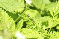 Coenagrion puella