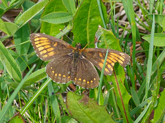 Melitaea diamina