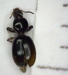 Dyschirius globosus