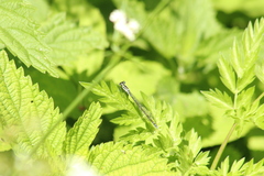 Coenagrion puella