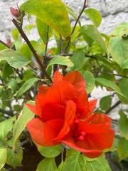 Bougainvillea