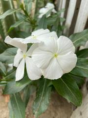 Catharanthus roseus