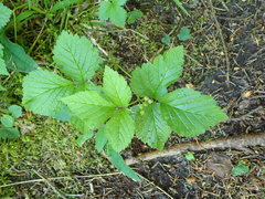 Rubus saxatilis