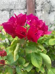 Bougainvillea