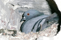 Columba livia domestica