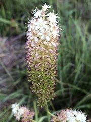 Stenanthium tennesseense