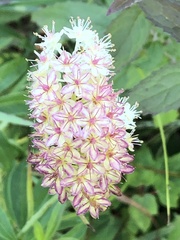 Stenanthium tennesseense