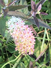 Stenanthium tennesseense