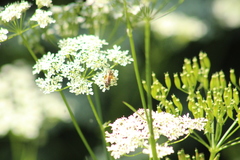 Andrena chrysosceles