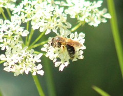 Andrena chrysosceles