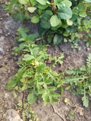 Rorippa palustris