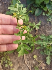 Rorippa palustris