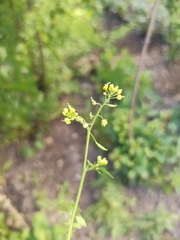 Rorippa palustris