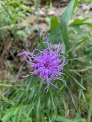 Liatris compacta