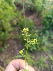 Rorippa palustris