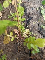 Rorippa palustris