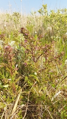 Pedicularis palustris