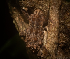 Poropterus verres