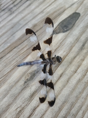 Libellula pulchella
