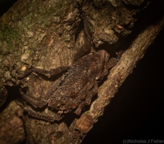 Poropterus verres