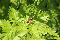 Tenthredo campestris